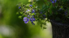 Flowers Garden blue flowers flowerpot