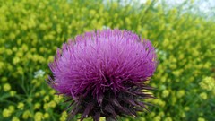 Flowers Garden blurred background Thistles