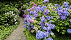 Flowers Garden Canada vancouver British Columbia hydrangea