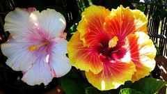 Flowers Garden colors