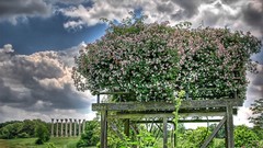 Flowers Garden HDR Photography