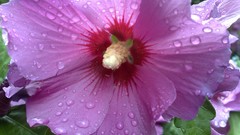 Flowers Garden hibiscus