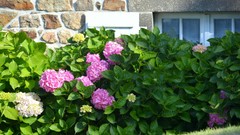 Flowers Garden Hydrangeas