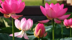 Flowers Garden lotus flower