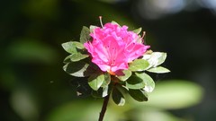 Flowers Garden nature