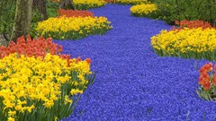 Flowers Garden Netherlands daffodils hyacinths blue flowers