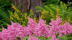 Flowers Garden pink flowers