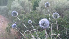 Flowers Garden Thistles