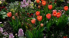 Flowers Garden tulips