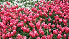 Flowers Garden tulips Istanbul beyaz