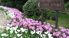 Flowers Garden tulips Istanbul yıldız parkı