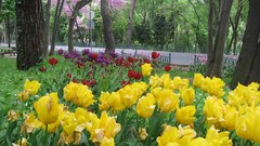 Flowers Garden tulips Turkey Istanbul yellow flowers