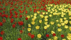 Flowers Garden tulips yellow flowers red flowers