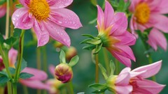 Flowers glow pink flowers dahlias