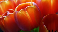 Flowers gnome GNU/Linux