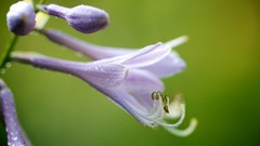 Flowers gnome GNU/Linux