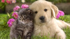 Flowers grass Animals cats Puppies Dogs Kittens