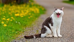 Flowers grass Animals cats yawns