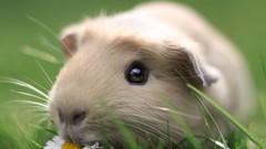 Flowers grass Animals outdoors guinea pigs