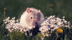 Flowers grass Animals outdoors mice Rats