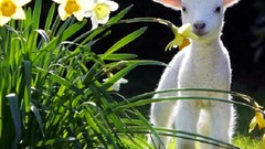 Flowers grass Animals spring white flowers lambs daffodils baby 