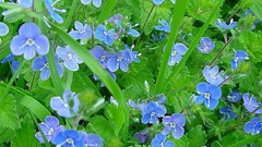 Flowers grass blue flowers
