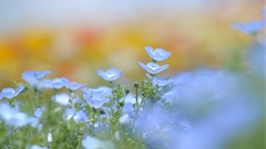 Flowers grass blue flowers