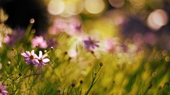 Flowers grass bokeh