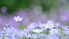 Flowers grass bokeh