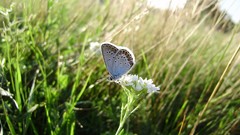 Flowers grass Butterflies