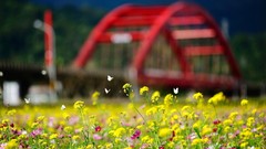 Flowers grass Butterflies yellow flowers blurred background