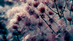Flowers grass close-up nature