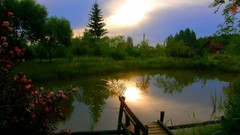 Flowers grass evening piers
