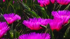 Flowers grass Green Violet