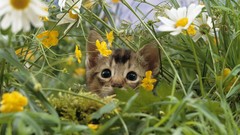 Flowers grass Kittens insects