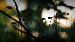 Flowers grass landscape