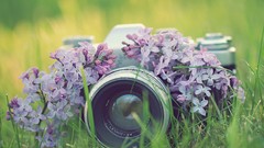 Flowers grass lilac Cameras