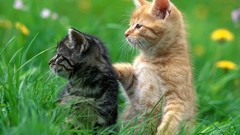 Flowers grass love cats Kittens widescreen pair