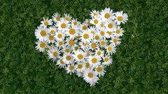 Flowers grass love Plants Hearts Daisy Clovers