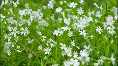 Flowers grass nature