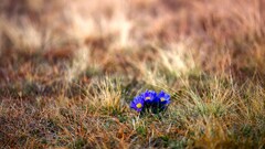 Flowers grass nature blue flowers Plants