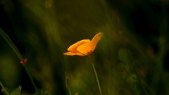 Flowers grass orange