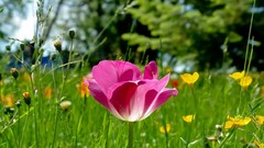 Flowers grass pink flowers