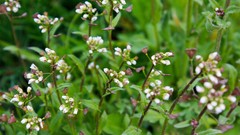 Flowers grass Plants