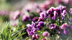 Flowers grass purple flowers bokeh