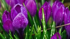 Flowers grass purple flowers crocus