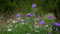 Flowers grass purple flowers Texas Wildflowers
