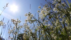 Flowers grass skyscapes