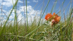 Flowers grass skyscapes nature