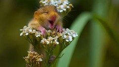 Flowers grass spring